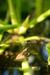 Green Frog, Pond, Costa Rica