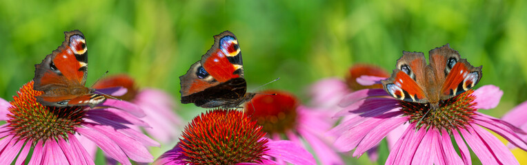 panoramic view - the garden with Echinacea flowers and peacock butterflies