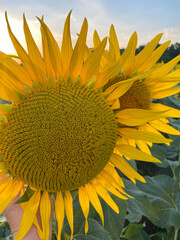 sunflower flower in the rays of sunset