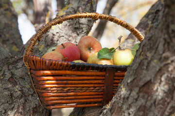 Ripe apples in a wicker basket  in the morning garden