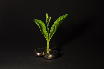 Fototapeta na wymiar Plant growing on coin. Investment, Bussiness Finance and Saving Money concept for the Future