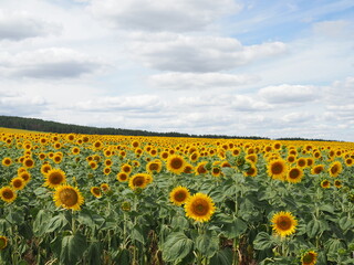 Fototapeta premium Sunflower field and cloudy sky in summer