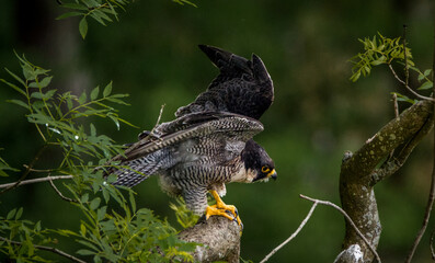 A Peregrine Falcon prepares to take off at Malham Cove, West Yorkshire, England, UK.