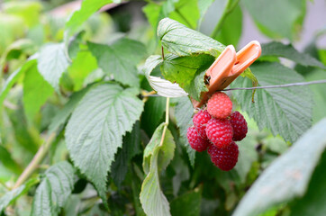 Raspberries in the garden. Health fresh fruit growing in the summer.