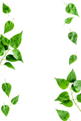 Frame of green leaves. Nature background layout. Top view