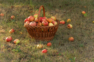 Ripe apples in a wicker basket  in the morning garden