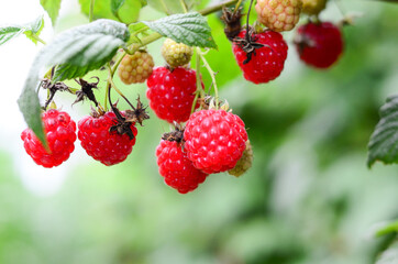 Raspberries in the garden. Health fresh fruit growing in the summer.