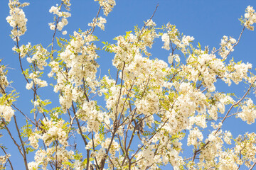 White flowering acacia tree on blue sky.Spring season.