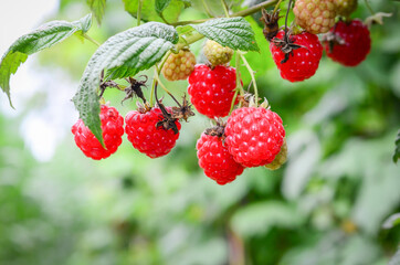 Raspberries in the garden. Health fresh fruit growing in the summer.