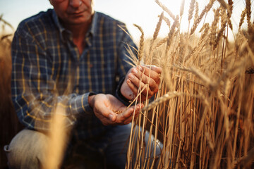 Farmer sitting among the ears of wheat pours grains from hand to hand checking the quality of the...