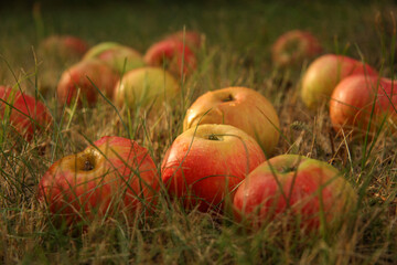 Ripe fallen apples on green grass in the morning garden, close-up