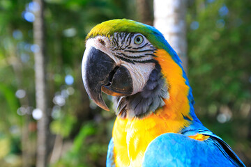 ara ararauna. exotic parrot with blue and yellow feathers