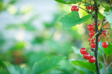 Branch of red currant in garden. Copy space. Redcurrant berries. Natural background.