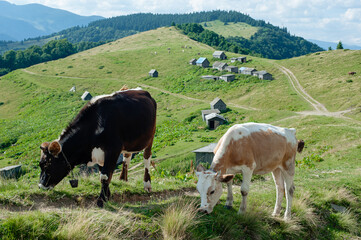 Fototapeta na wymiar two cows close-up graze in mountain pastures and eat grass