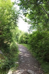 Fototapeta na wymiar path in the woods, outer hebrids, scotland
