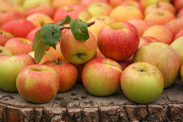 Ripe red and yellow apples, close-up