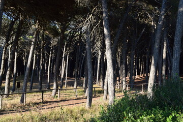 Pine forest near the beach with sea at sunset in Marina di Cecina, Tuscany Italy. Beautiful atmosphere in the pinewood