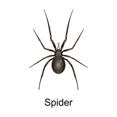 Beetle spider vector icon.Realistic vector icon isolated on white background beetle spider.