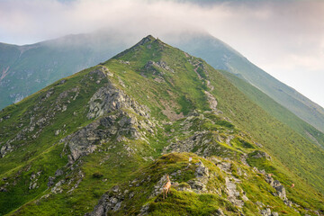Tatry Krajobraz i Zwierzęta © RASSUMSEN