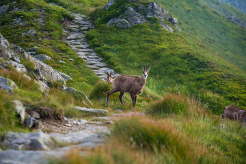 Tatry Krajobraz i Zwierzęta