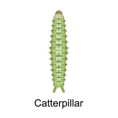 Beetle caterpillar vector icon.Realistic vector icon isolated on white background beetle caterpillar.