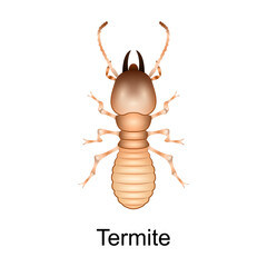 Beetle termite vector icon.Realistic vector icon isolated on white background beetle termite.