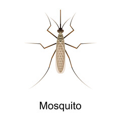 Beetle mosguito vector icon.Realistic vector icon isolated on white background beetle mosguito.