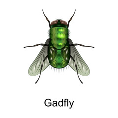 Beetle gadfly vector icon.Realistic vector icon isolated on white background beetle gadfly.