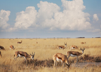 Sprinbok