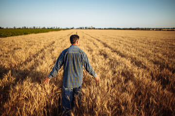 Farmer walks among golden ripen ears of wheat, touches the spikelets full of grains with his hands...