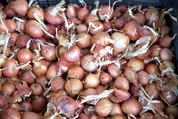 Obraz premium Dry Onions . Close up. Produce of onions . Shot from above. Stock Image.