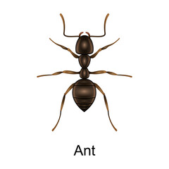 Beetle ant vector icon.Realistic vector icon isolated on white background beetle ant.