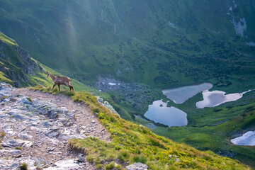 Tatry Krajobraz i Zwierzęta © RASSUMSEN