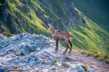 Tatry Krajobraz i Zwierzęta © RASSUMSEN