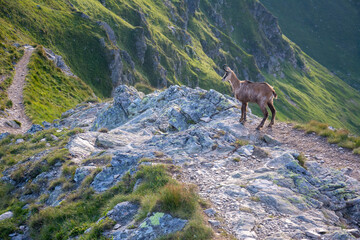 Tatry Krajobraz i Zwierzęta