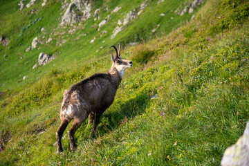 Tatry Krajobraz i Zwierzęta © RASSUMSEN
