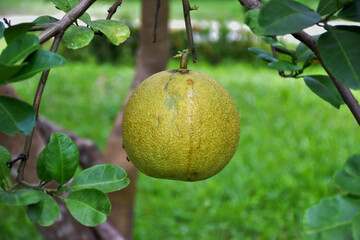 Pomelo fruit hanging on its branches in pomelo garden.