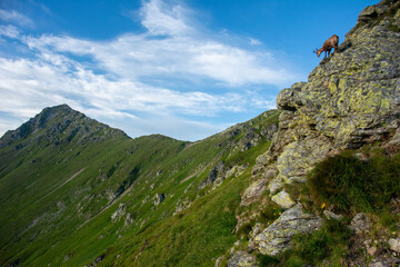 Tatry Krajobraz i Zwierzęta