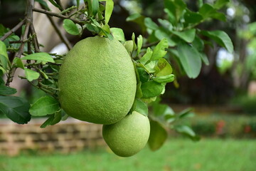 Pomelo fruit hanging on its branches in pomelo garden.