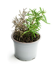 Half dead rosemary plant in gray pot isolated on white