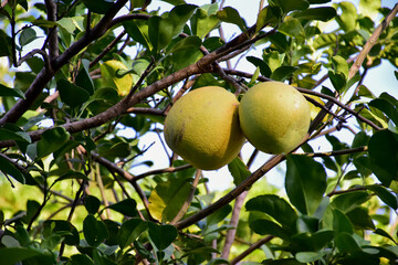 Pomelo fruit hanging on its branches in pomelo garden.