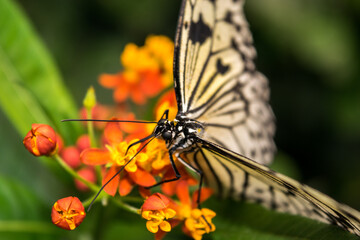 Fototapeta na wymiar Butterfly Close Up (London Butterfly House)