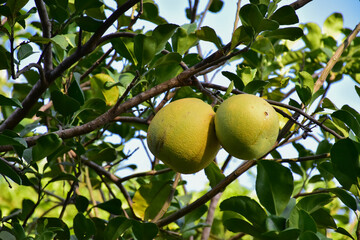 Pomelo fruit hanging on its branches in pomelo garden.