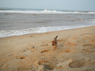 Kleine Hunde am Strand