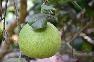 Pomelo fruit hanging on its branches in pomelo garden.