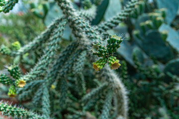 Growing a cactus in a greenhouse in a botanical garden