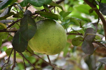 Pomelo fruit hanging on its branches in pomelo garden.