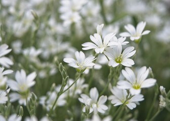 Field chickweed or mouse-ear blooming in the spring. Close-up of little white flowers growing in large groups. Cerastium arvense. Blurred background.