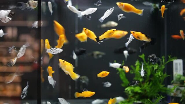 Gliding view of multicolored swordtails swimming in glass aquariums in pet shop