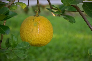 Pomelo fruit hanging on its branches in pomelo garden.